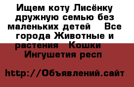Ищем коту Лисёнку дружную семью без маленьких детей  - Все города Животные и растения » Кошки   . Ингушетия респ.
